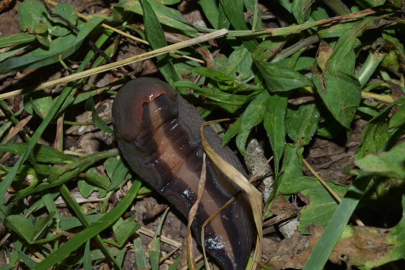 Limax aldrovandi Moquin-Tandon 1855 da Toano (RE)